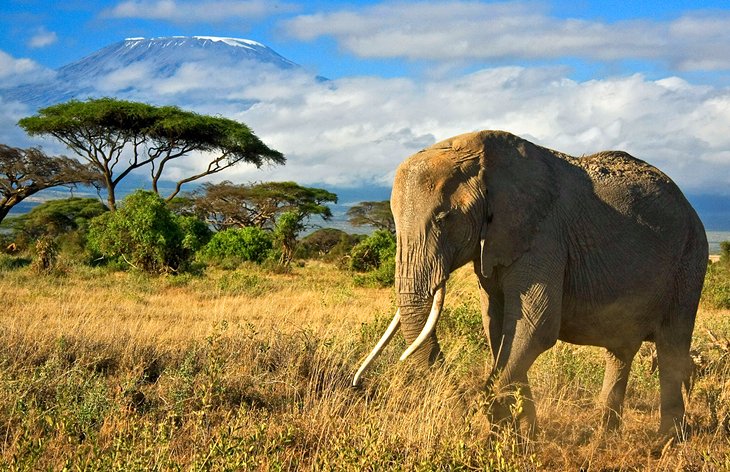 11 Days Kenya & Tanzania Unique Safari
