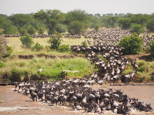 Great Migration trip is the best phenomenal ever to spot when visiting to Tanzania - Serengeti