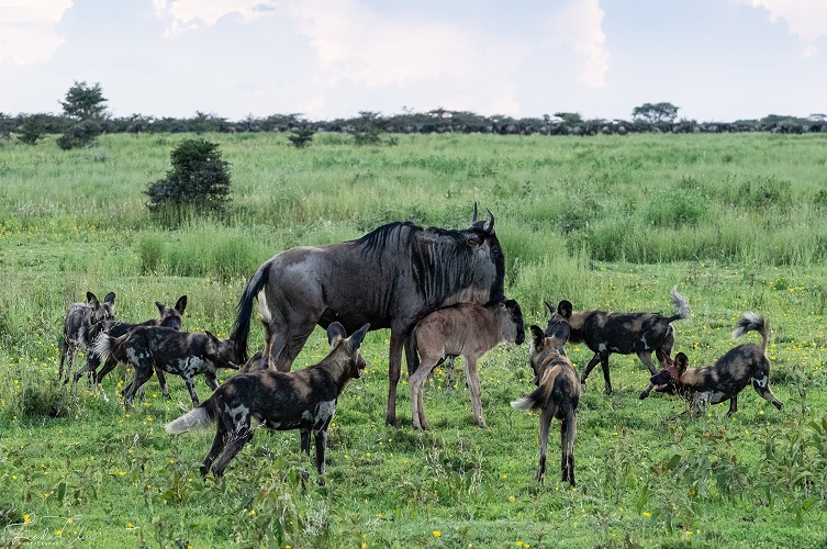 ndutu calving2