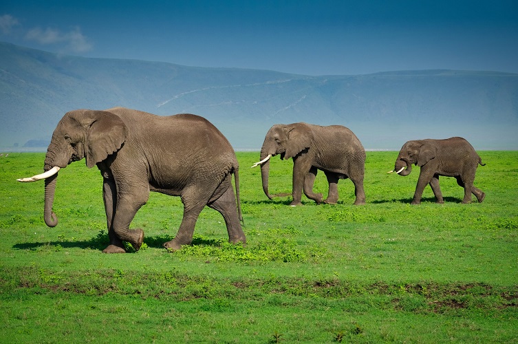 ngorongoro elphant2