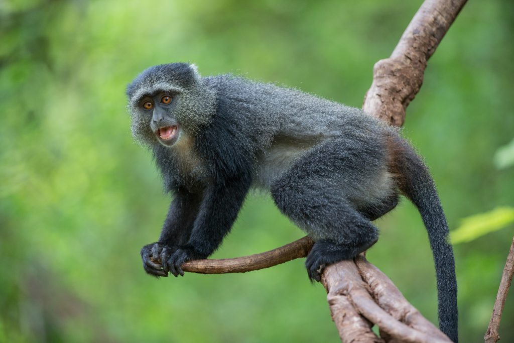 monkey in arusha np