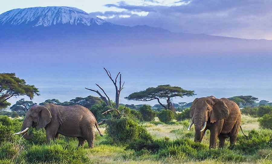 mount kilimanjaro national park4
