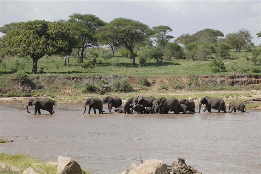 tarangire natiional park 2 1024x683 1
