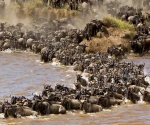3 days best of maasaimara wildebeest migration safari scaled