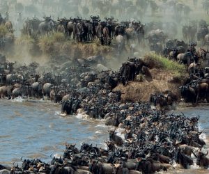 great migration women adventure africa