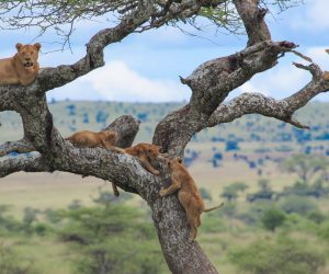 lake manyara national park