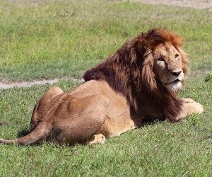 lion ngorongoro2