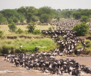 migration1