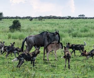 ndutu calving2