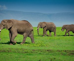 ngorongoro elphant2