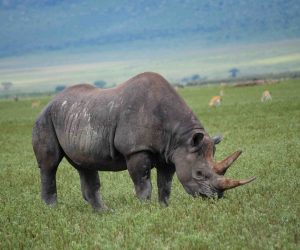 rhino ngorongoro 2 799