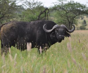 serengeti buffalo