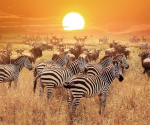 serengeti mupana