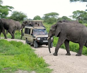 tarangire 4